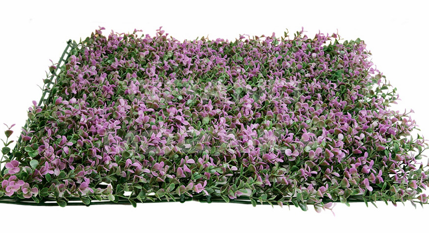 Домашний комнатный цветок с фиолетовыми листьями